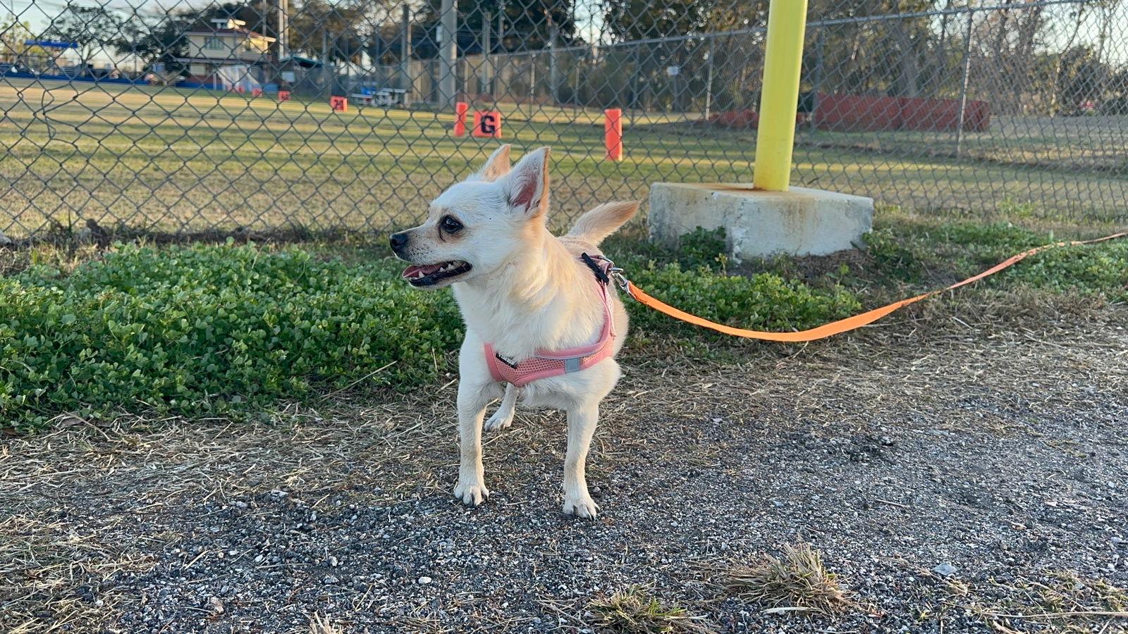 Magpie ADOPTION PENDING, a Adoptable Chihuahua in Osteen, FL image 3/3