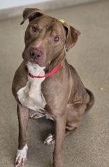 Enlarge Ringo, a Adoptable Pit Bull Terrier in Oskaloosa, IA image 1/2