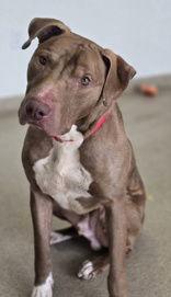 Enlarge Ringo, a Adoptable Pit Bull Terrier in Oskaloosa, IA image 2/2