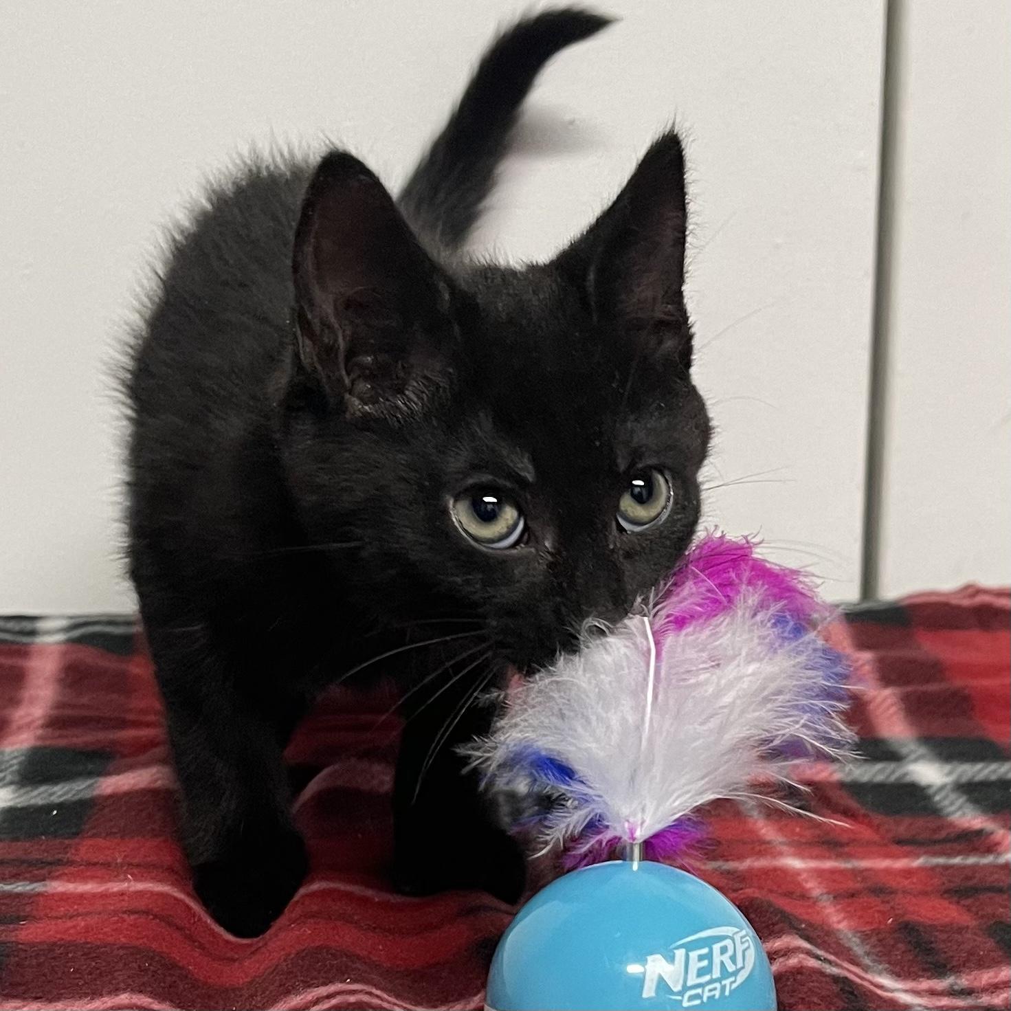 Crumbs, Adoptable, Kitten Female Domestic Medium Hair.