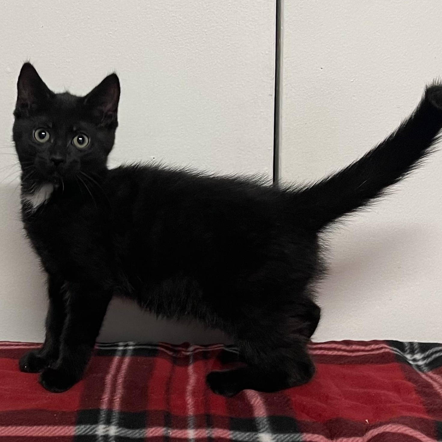 Crumbs, a Adoptable Domestic Medium Hair in Kannapolis , NC image 2/3