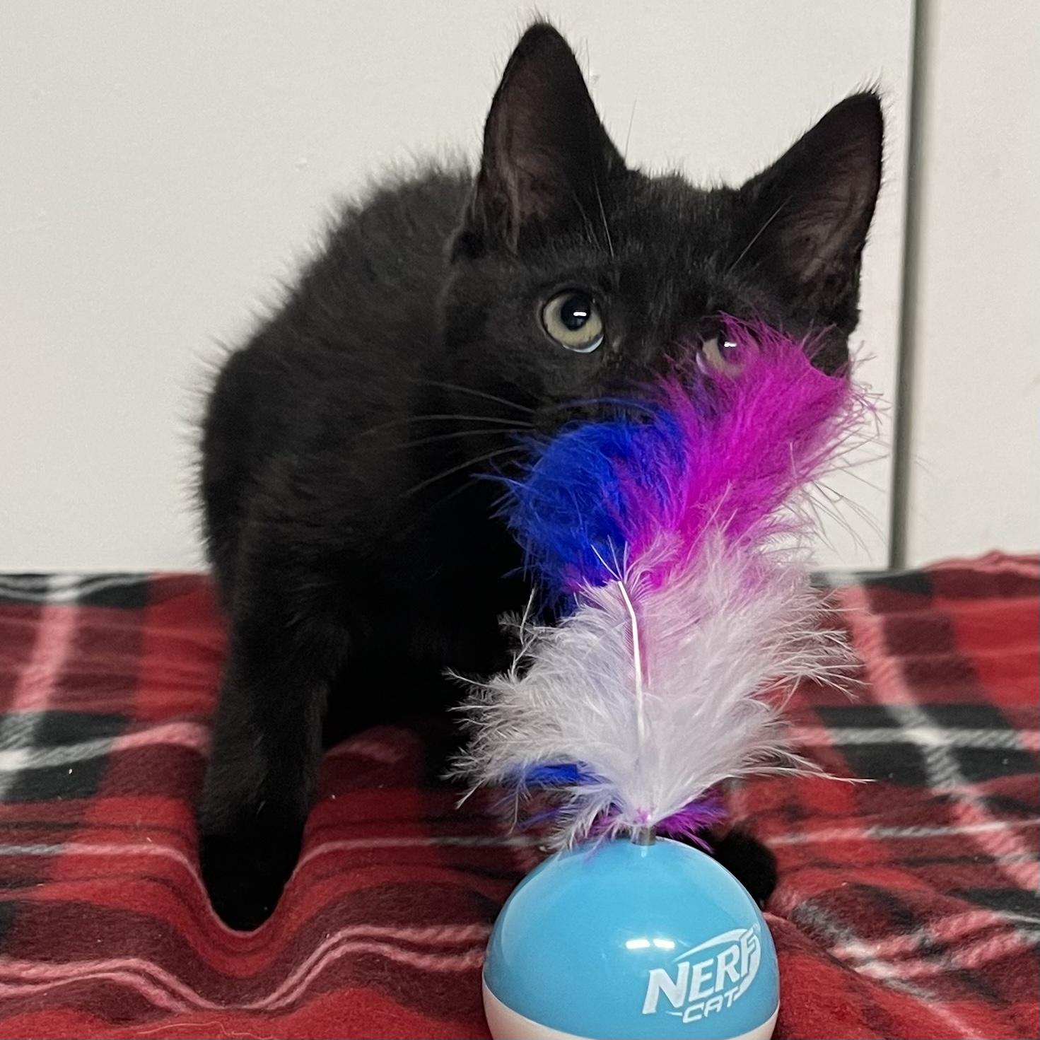 Crumbs, a Adoptable Domestic Medium Hair in Kannapolis , NC image 3/3