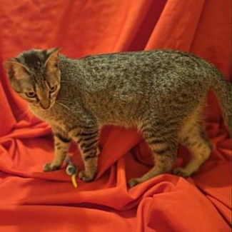 Enlarge Maisey, a Adoptable Domestic Short Hair in Latham, NY image 4/6