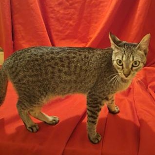 Enlarge Maisey, a Adoptable Domestic Short Hair in Latham, NY image 5/6