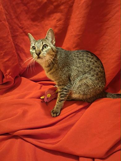 Enlarge Maisey, a Adoptable Domestic Short Hair in Latham, NY image 3/6