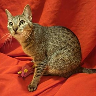 Enlarge Maisey, a Adoptable Domestic Short Hair in Latham, NY image 2/6