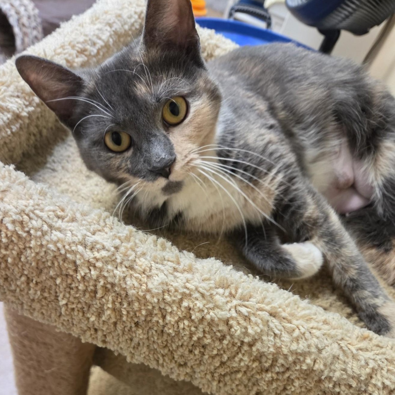 Enlarge Monet, an adopted Domestic Short Hair in Norwalk, CT image 4/4