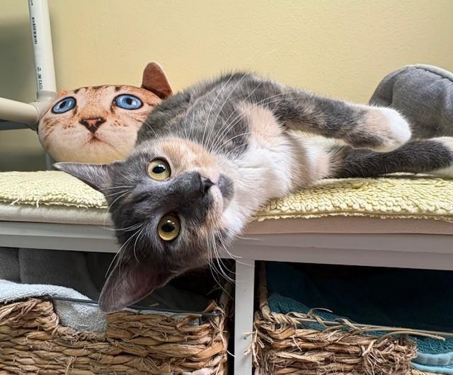 Enlarge Monet, an adopted Domestic Short Hair in Norwalk, CT image 3/4