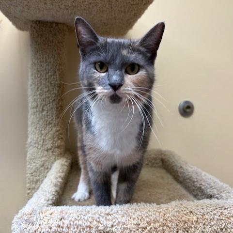 Enlarge Monet, an adopted Domestic Short Hair in Norwalk, CT image 2/4