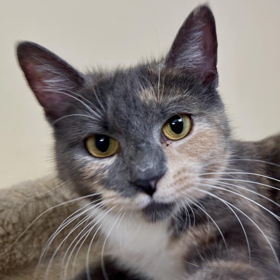 Enlarge Monet, an adopted Domestic Short Hair in Norwalk, CT image 1/4