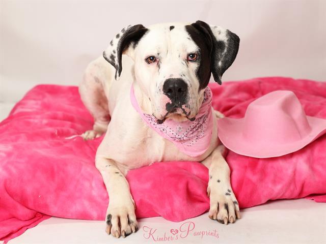 Enlarge HOGAN, a Adoptable mixed breed in Omaha, NE image 1/1