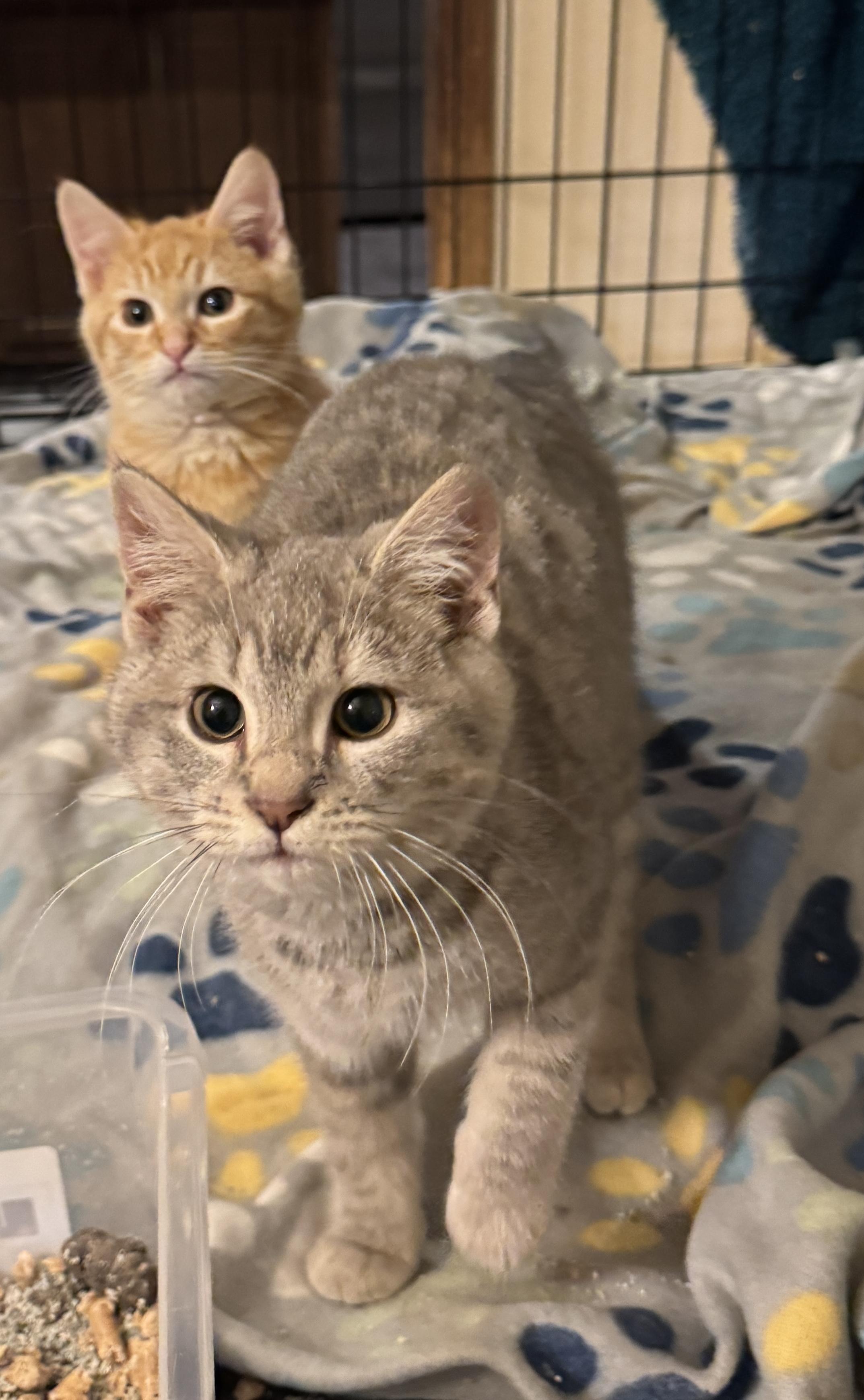 Enlarge Briar & Lavender, an adopted Domestic Short Hair in Portland, OR image 4/4