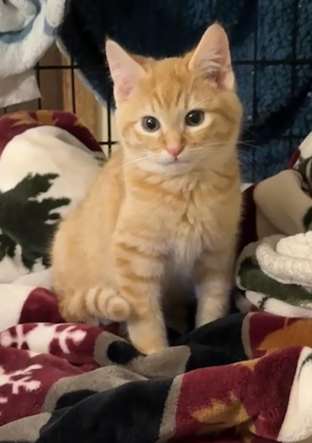 Enlarge Briar & Lavender, an adopted Domestic Short Hair in Portland, OR image 3/4