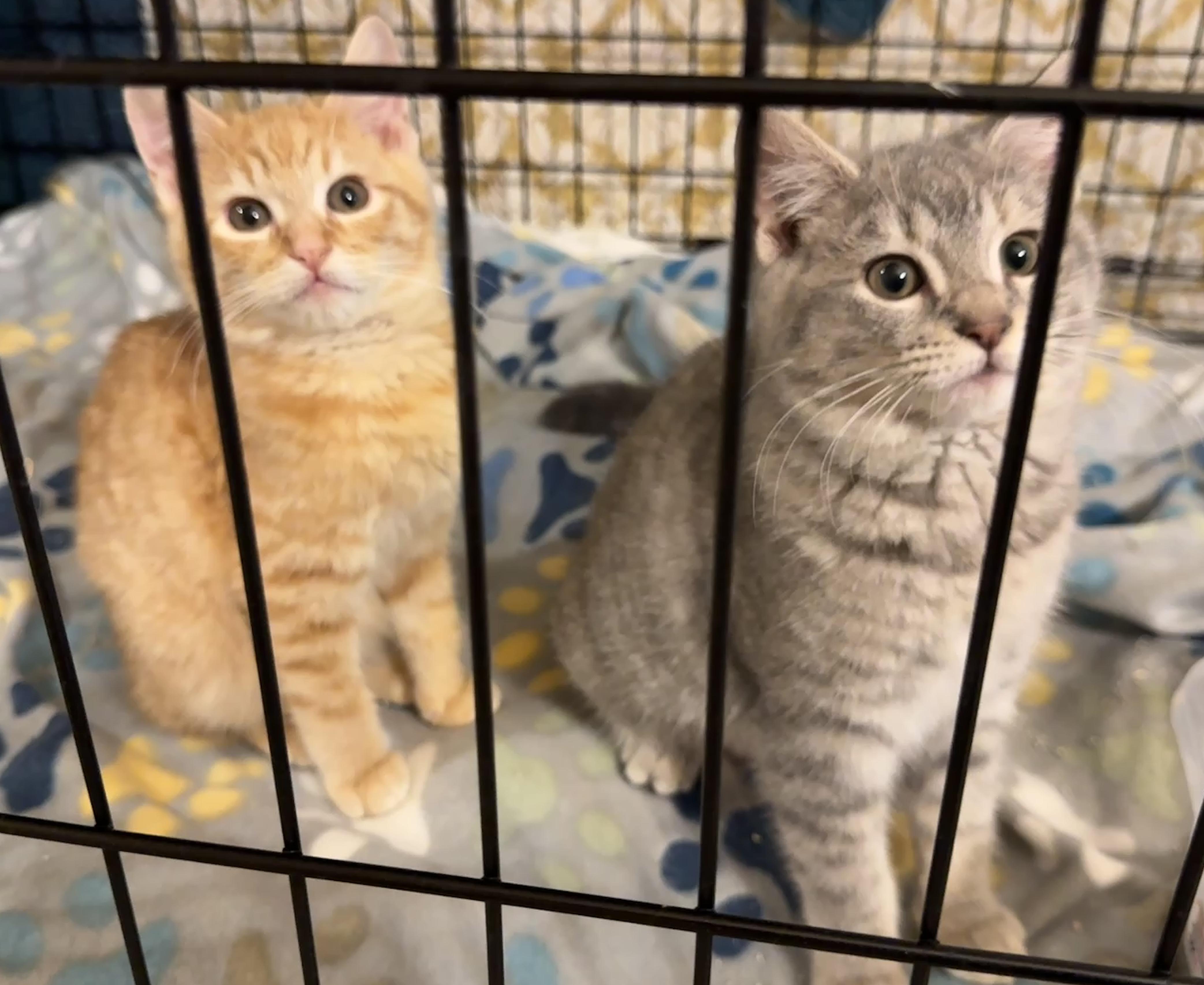 Enlarge Briar & Lavender, an adopted Domestic Short Hair in Portland, OR image 2/4