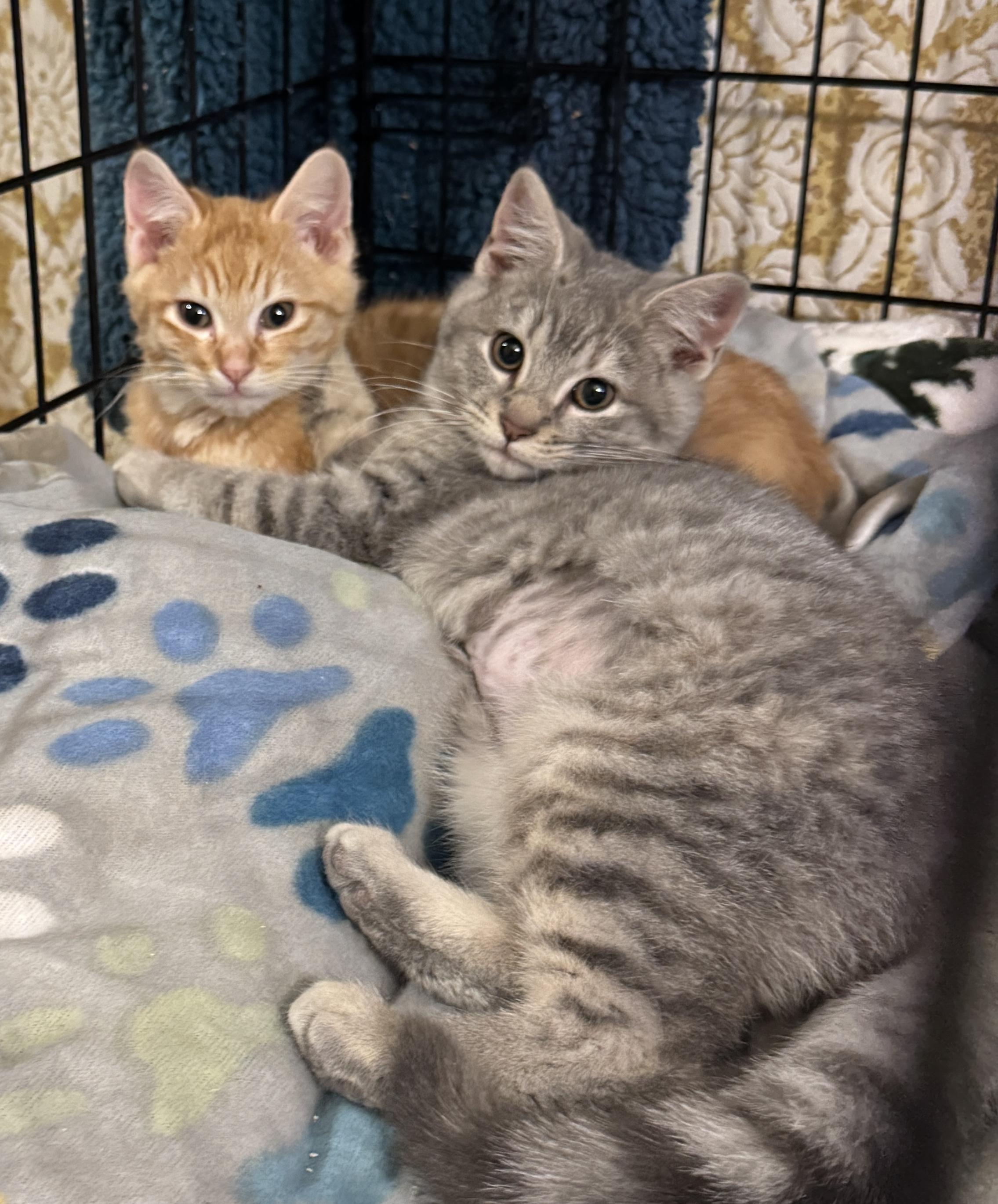 Briar & Lavender, adopted, Kitten Male Domestic Short Hair.