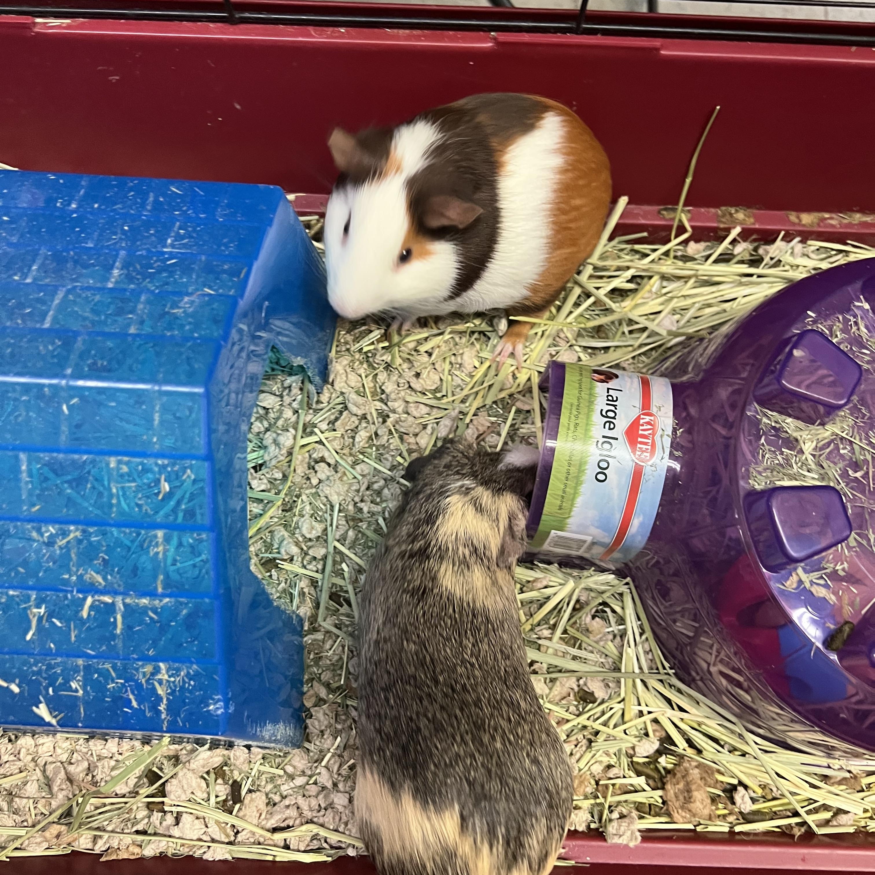 Enlarge Stop and Shop, a Adoptable Guinea Pig in Hillsborough, NJ image 1/6