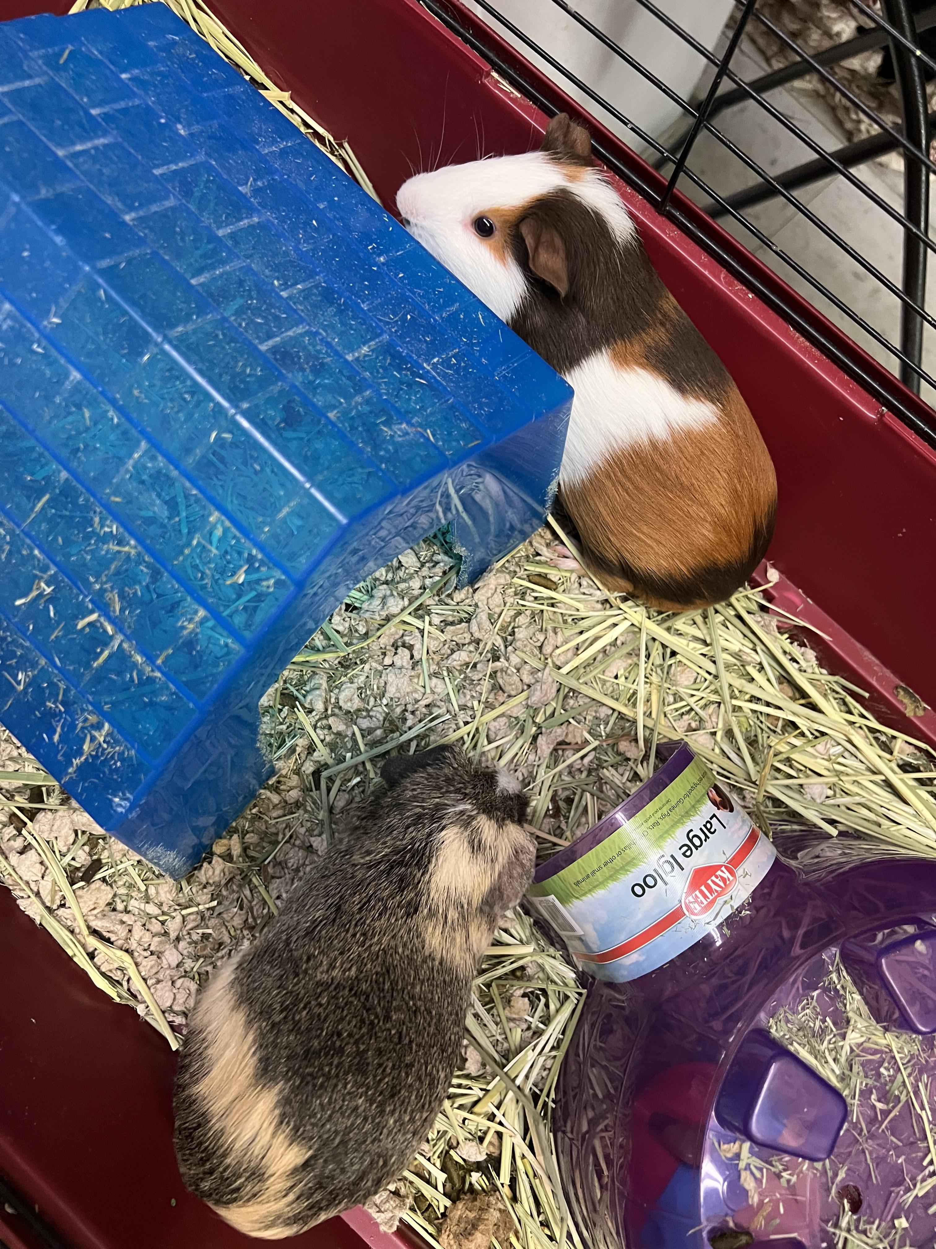 Enlarge Stop and Shop, a Adoptable Guinea Pig in Hillsborough, NJ image 3/6