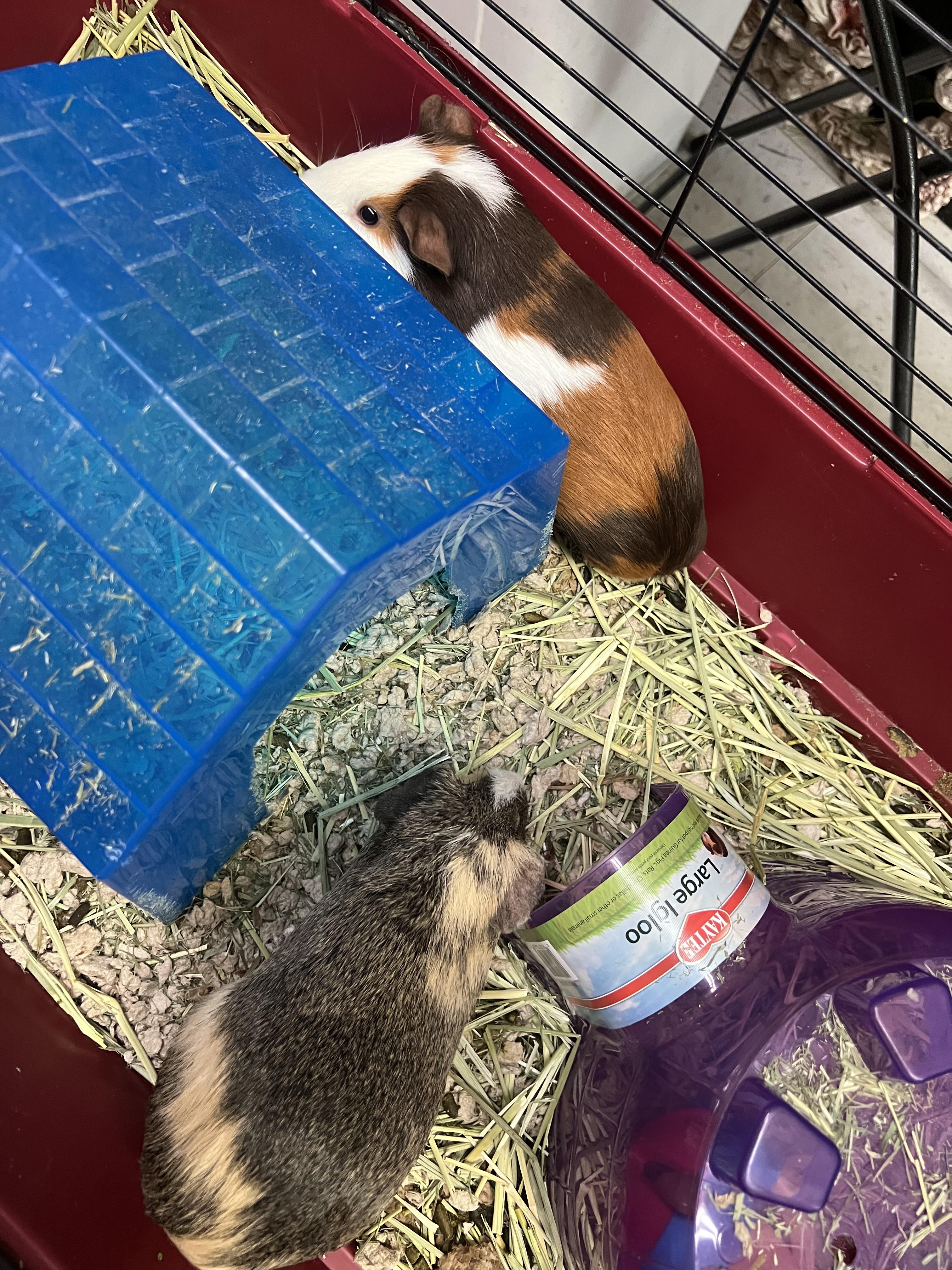 Enlarge Stop and Shop, a Adoptable Guinea Pig in Hillsborough, NJ image 4/6