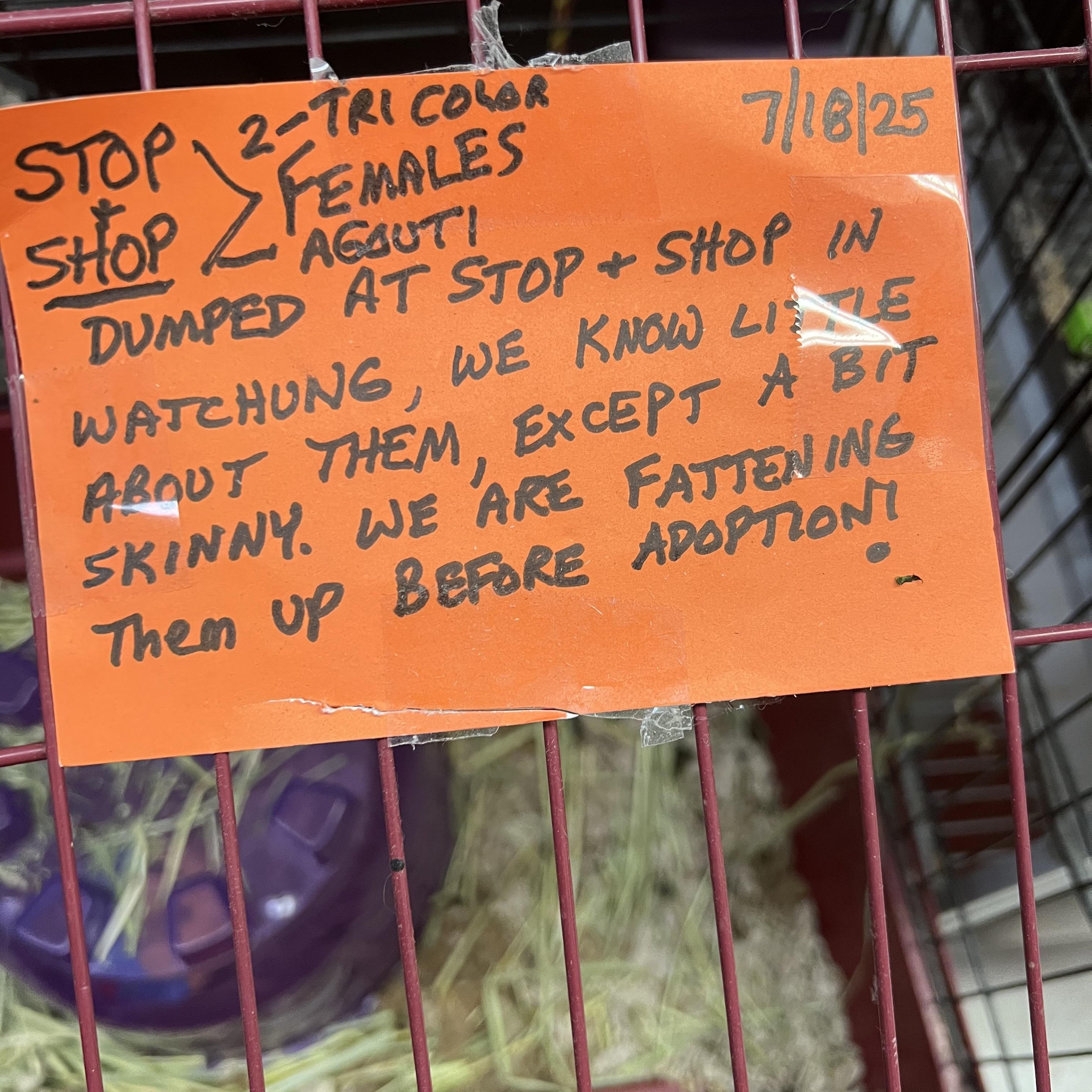 Enlarge Stop and Shop, a Adoptable Guinea Pig in Hillsborough, NJ image 5/6