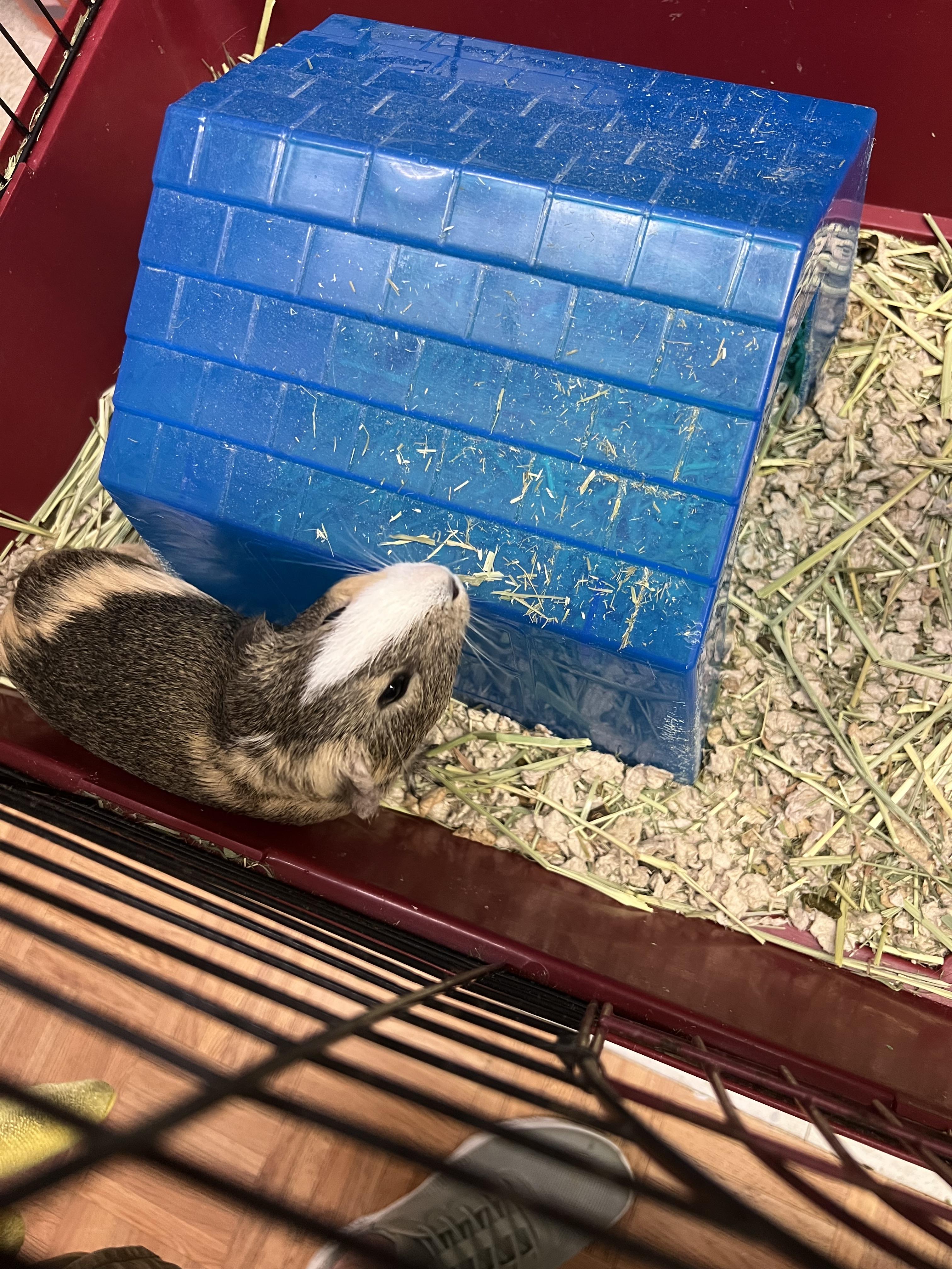 Enlarge Stop and Shop, a Adoptable Guinea Pig in Hillsborough, NJ image 6/6