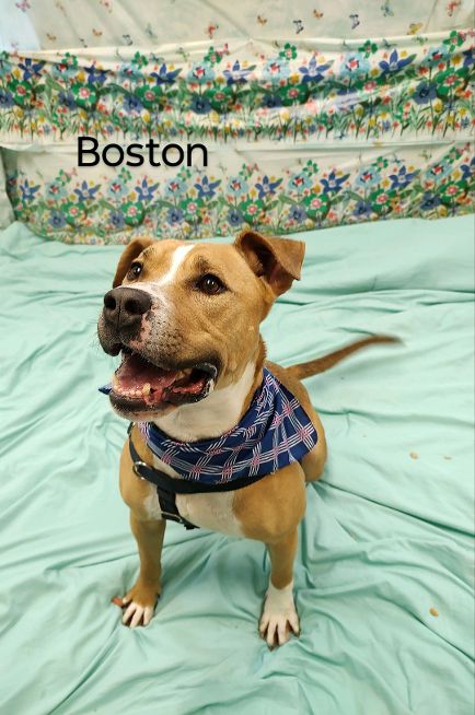 Boston 3