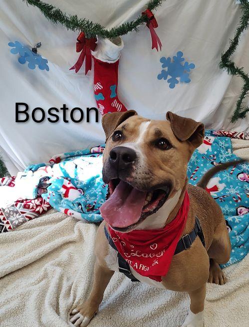 Boston, Adoptable, Adult Male Terrier & Boxer.