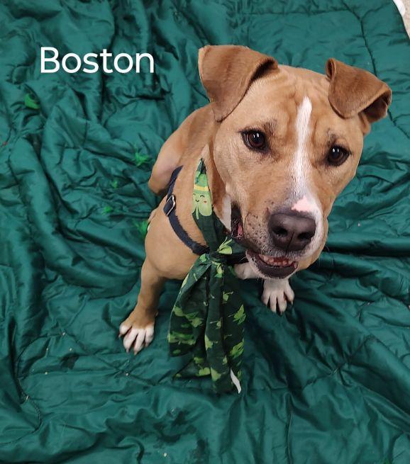 Enlarge Boston, a Adoptable mixed breed in Cape May Court House, NJ image 2/6