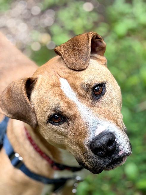 Boston, Adoptable, Adult Male Terrier & Boxer.