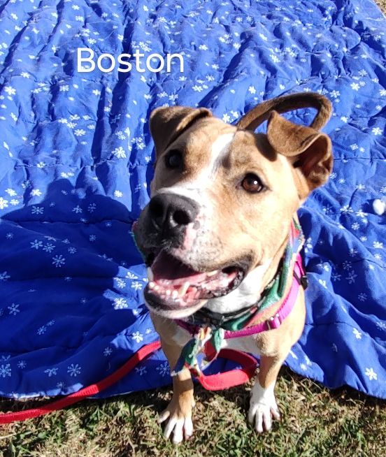 Enlarge Boston, a Adoptable mixed breed in Cape May Court House, NJ image 5/6