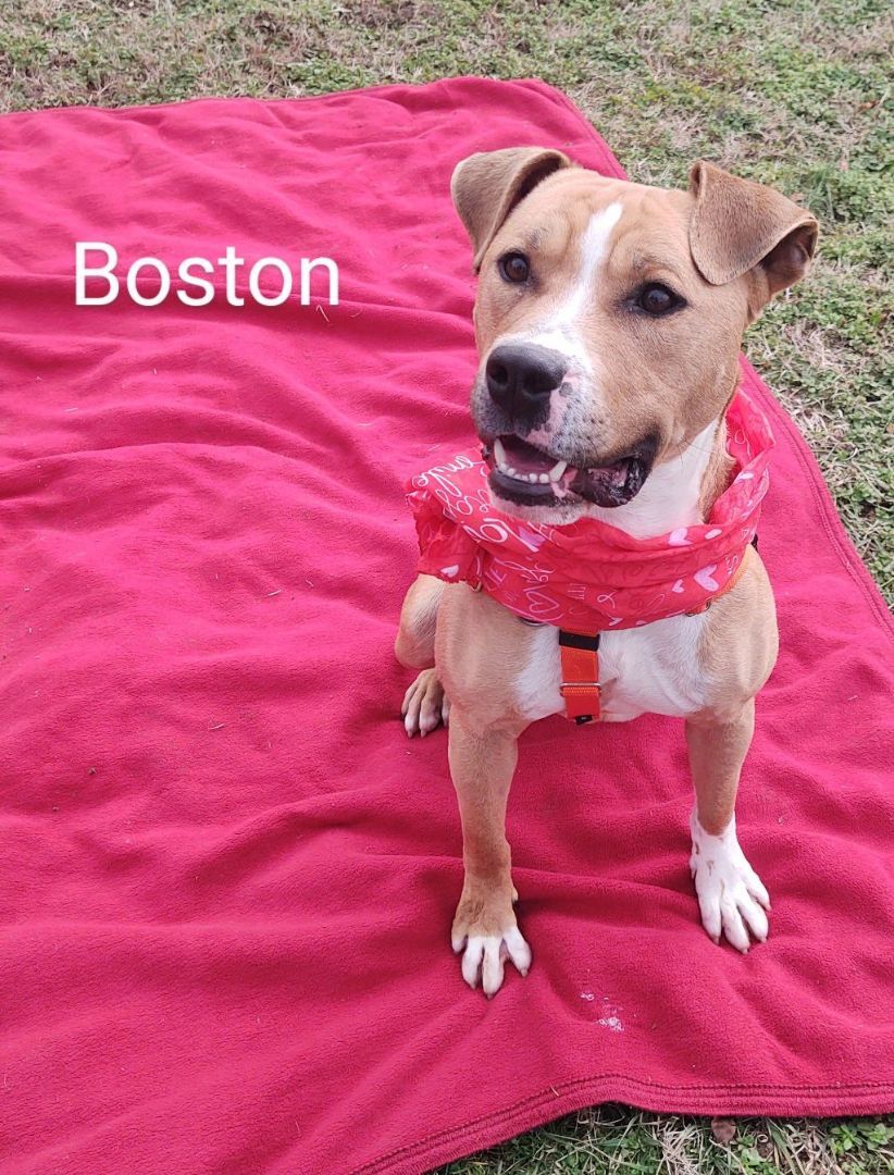 Enlarge Boston, a Adoptable mixed breed in Cape May Court House, NJ image 6/6