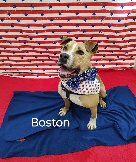 Enlarge Boston, a Adoptable mixed breed in Cape May Court House, NJ image 3/6