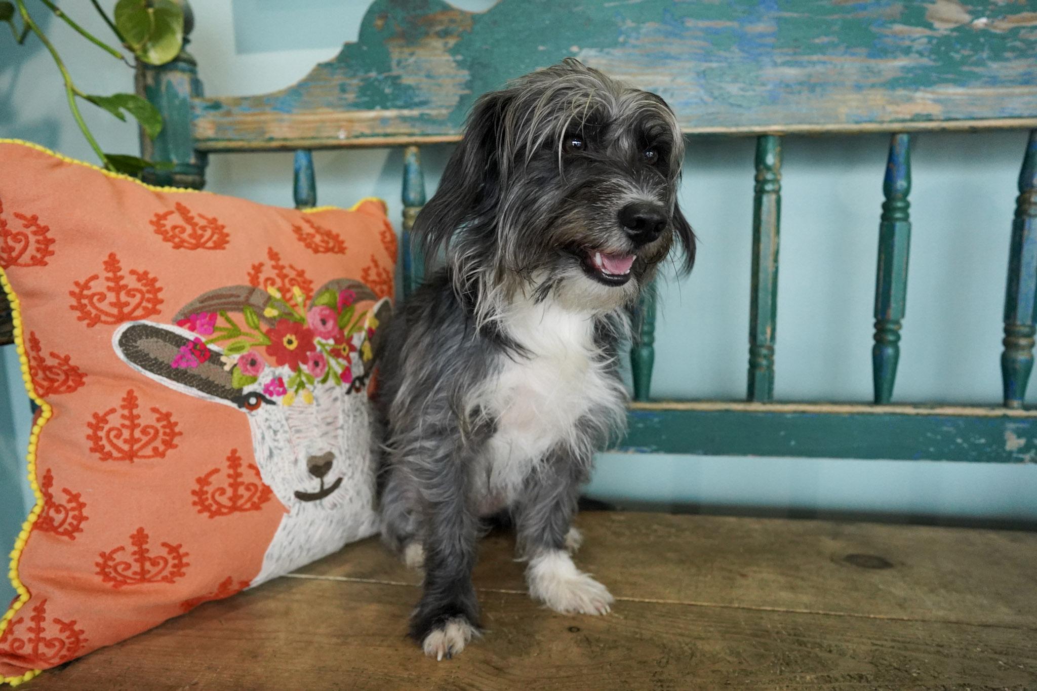 Enlarge Scampi, an adopted mixed breed in San Antonio, TX image 3/3