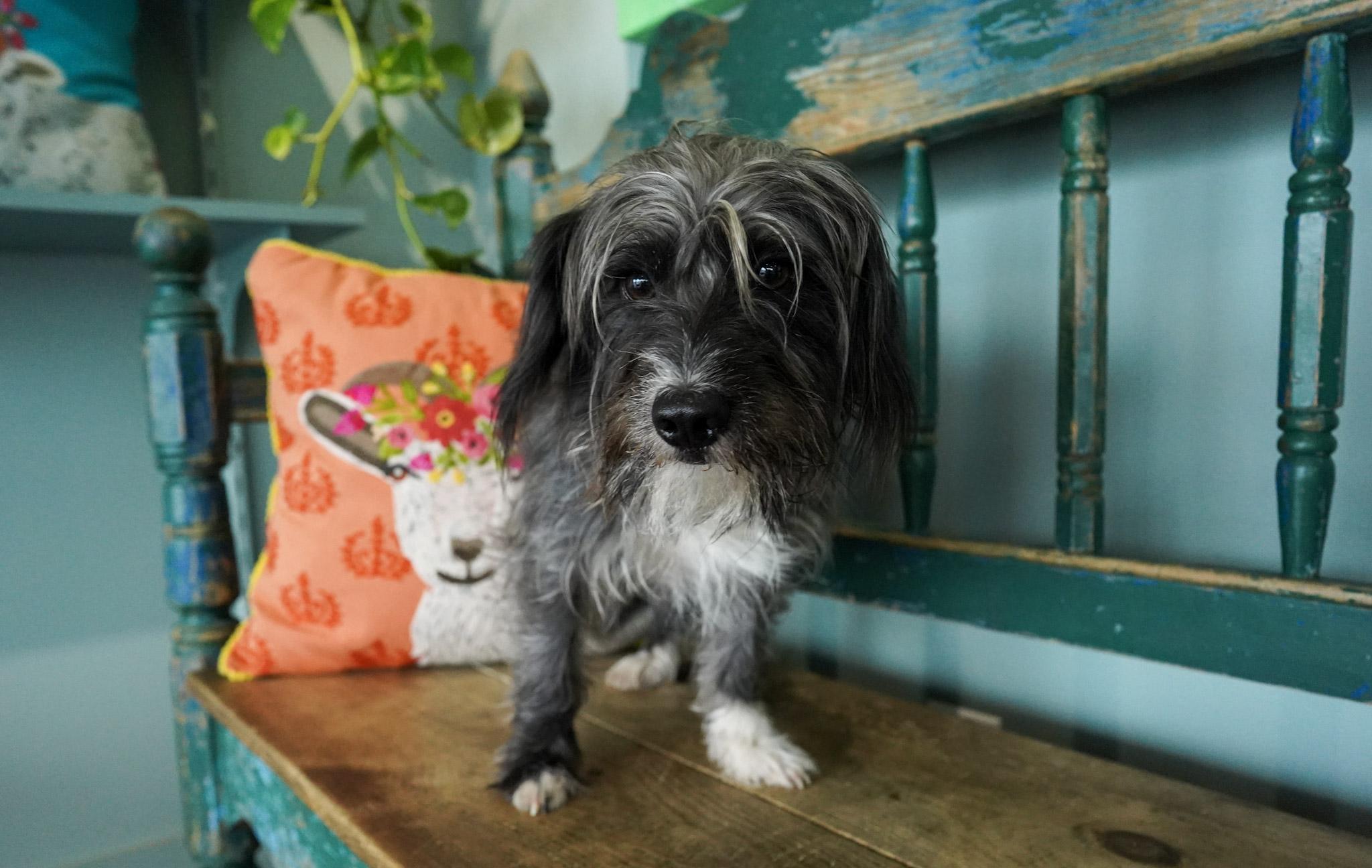 Enlarge Scampi, an adopted mixed breed in San Antonio, TX image 2/3