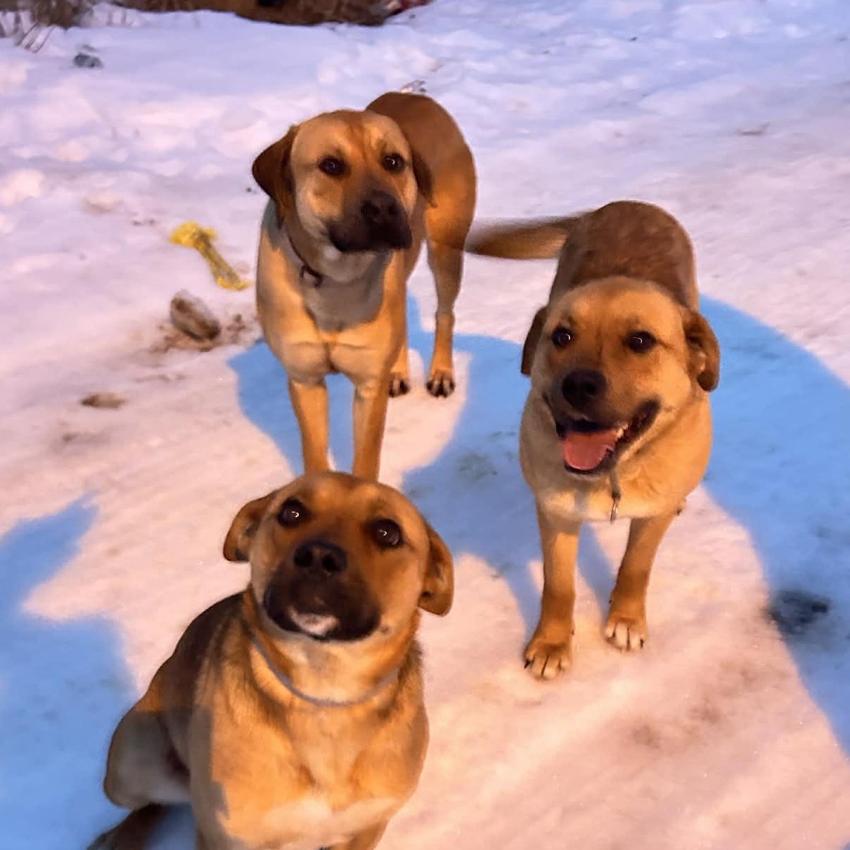 Enlarge Machete , a ADOPTABLE mixed breed in Edmonton, AB image 3/5