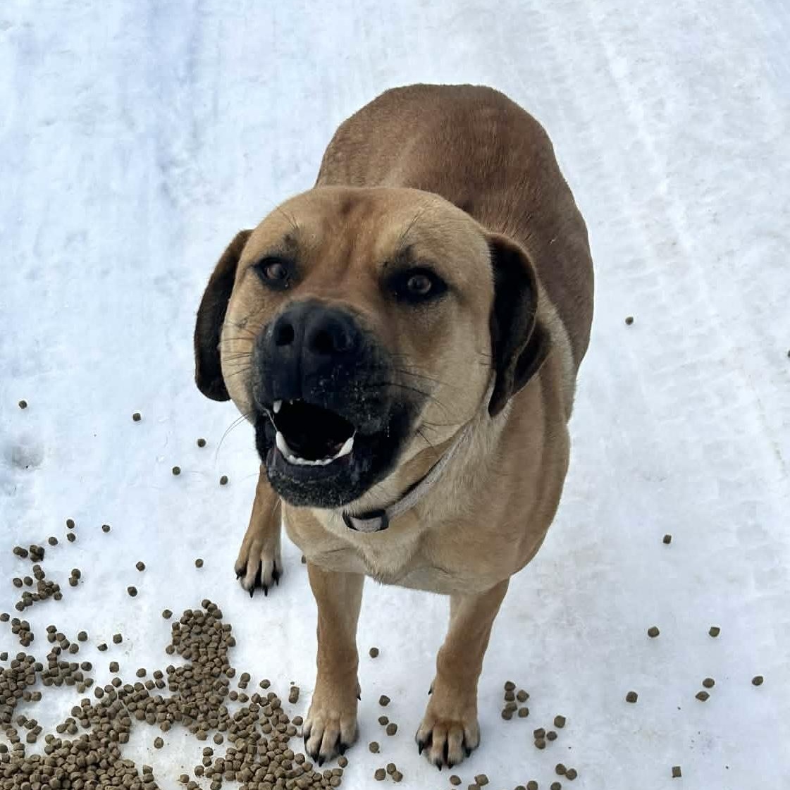 Enlarge Machete , a ADOPTABLE mixed breed in Edmonton, AB image 5/5