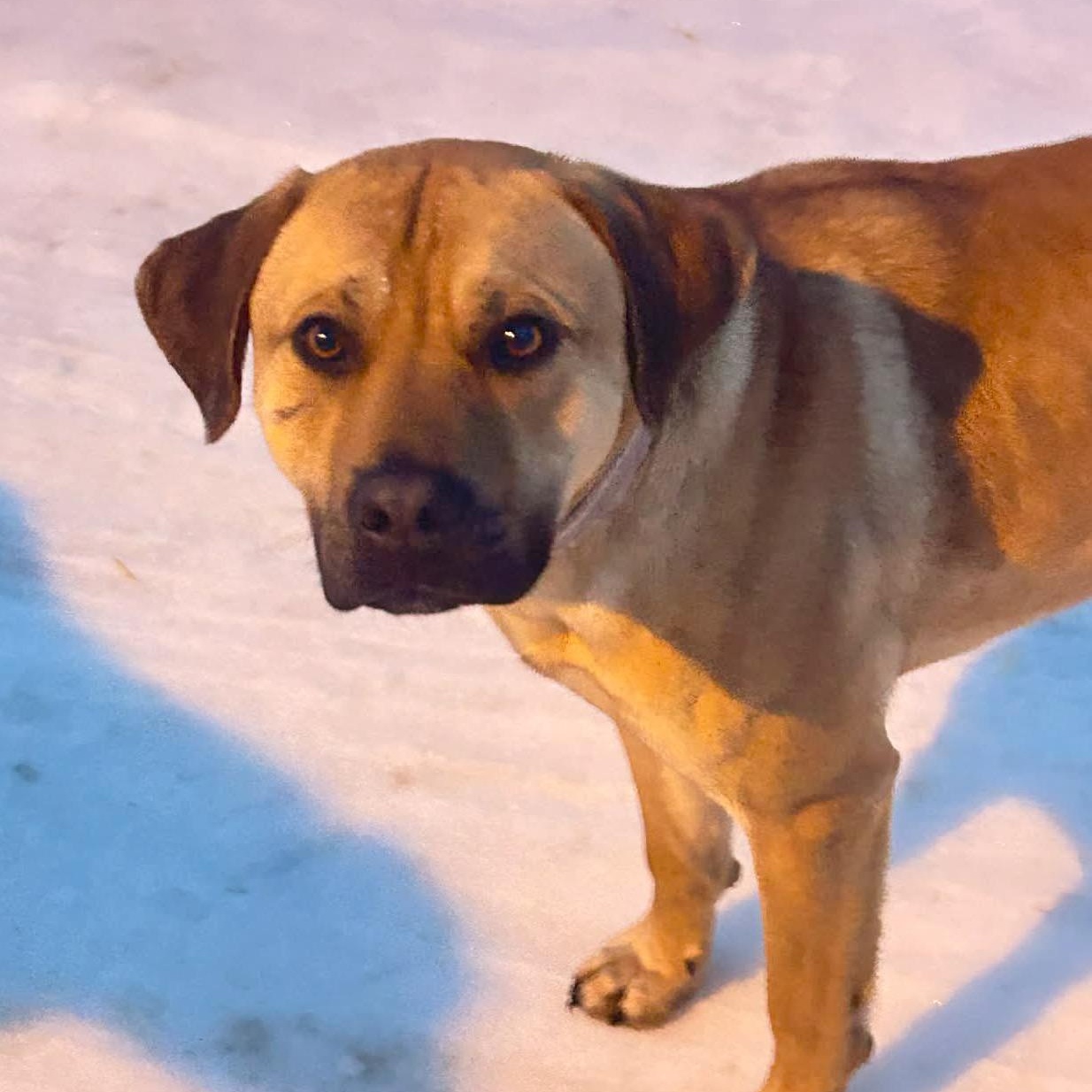 Enlarge Machete , a ADOPTABLE mixed breed in Edmonton, AB image 2/5
