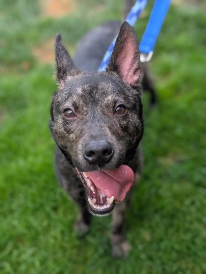 Twain, Adoptable, Adult Male Cattle Dog & Siberian Husky.