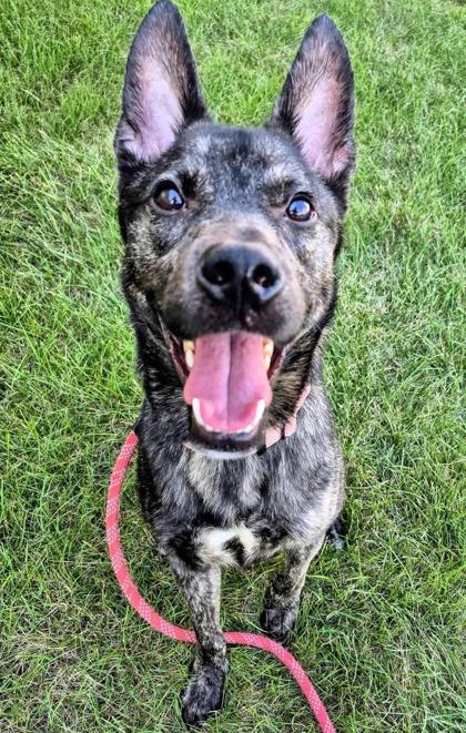 Enlarge Twain, a Adoptable mixed breed in Valley View, OH image 2/3