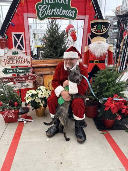 Enlarge Twain, a Adoptable mixed breed in Valley View, OH image 3/3