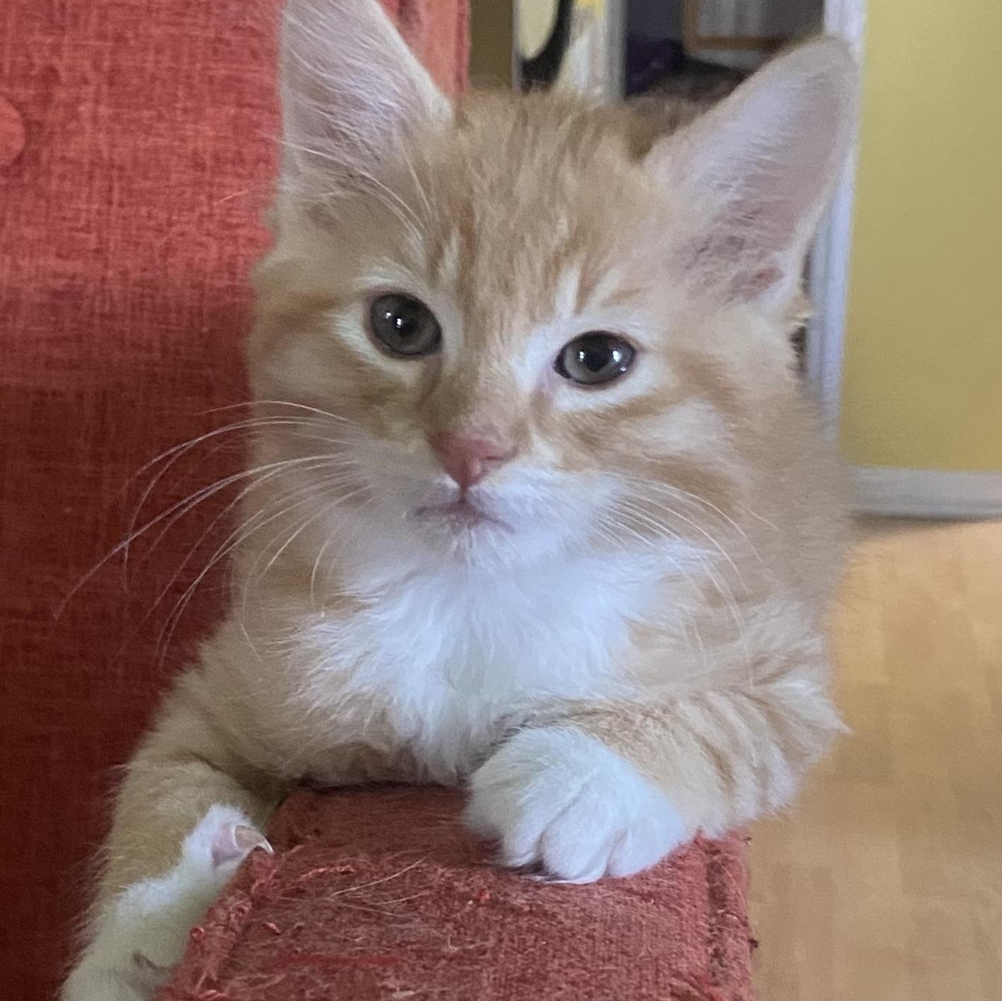 Bernard Coleman , adopted, Kitten Male Domestic Medium Hair & Tabby.