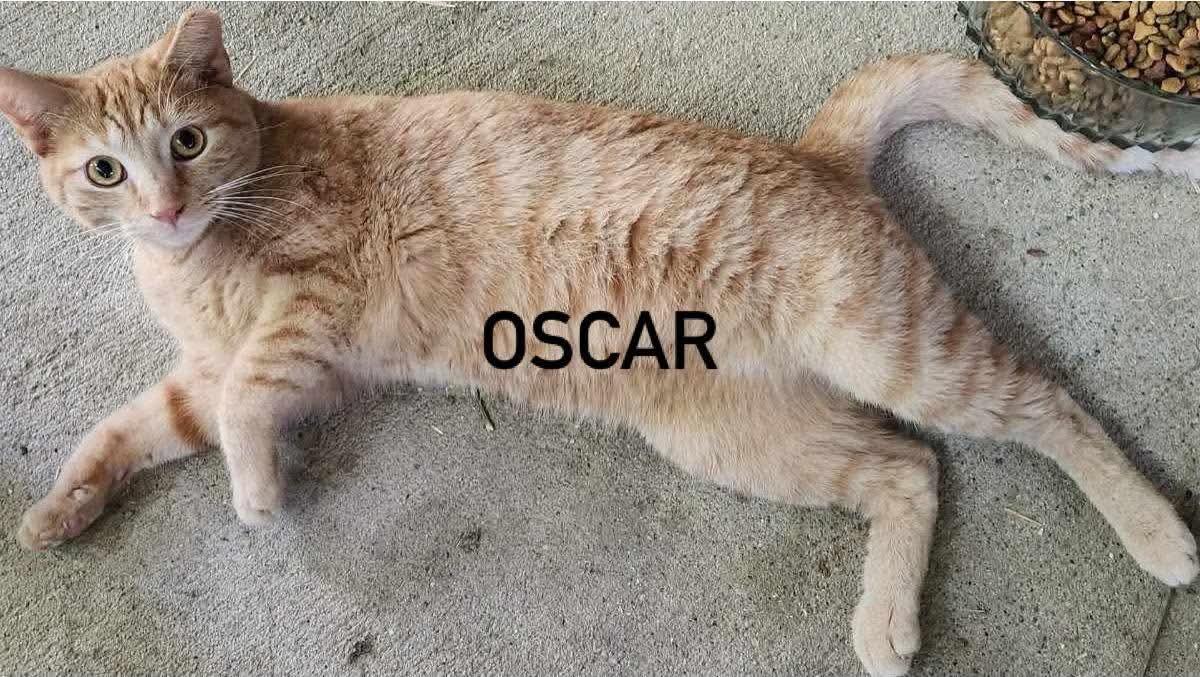 Enlarge Oscar, a ADOPTABLE Tabby in Inez, KY image 1/1