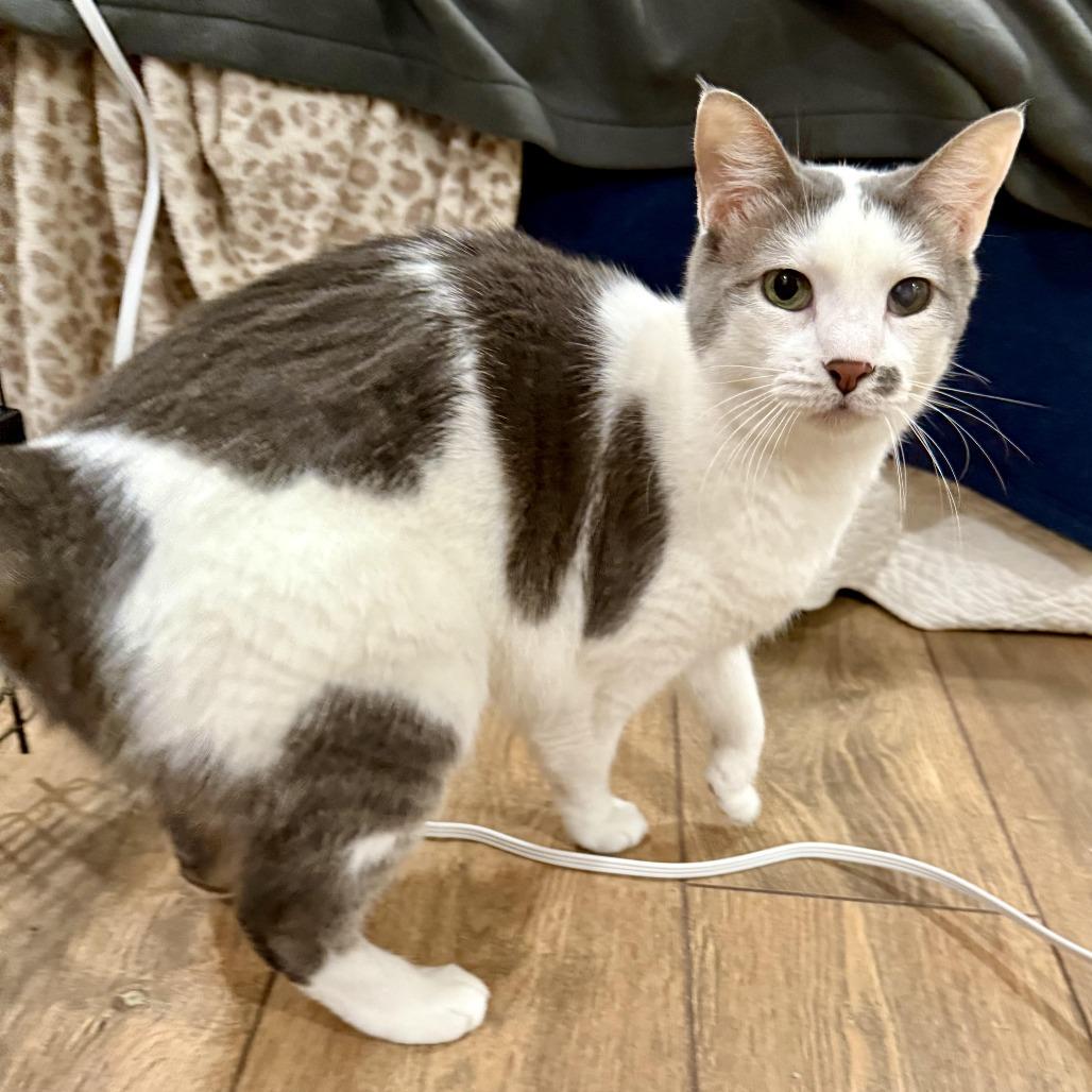 Enlarge Ava, a Adoptable Domestic Short Hair in St. Peters, MO image 1/5