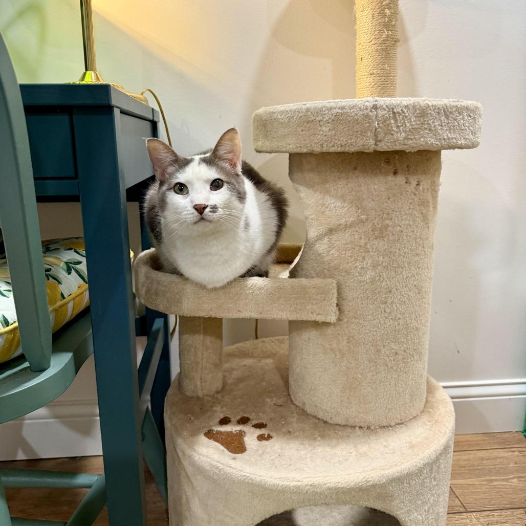 Enlarge Ava, a Adoptable Domestic Short Hair in St. Peters, MO image 5/5