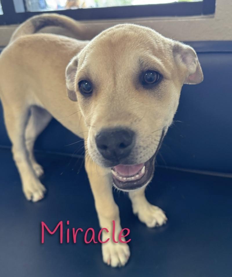 Miracle