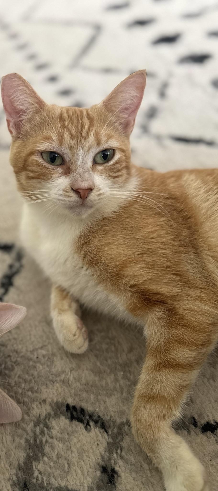 Salt, Adoptable, Adult Female American Shorthair & Domestic Short Hair.