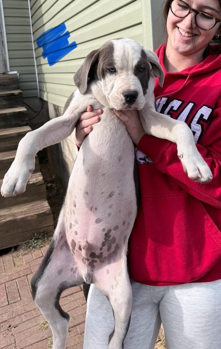 Enlarge Lunchbox, an adopted mixed breed in Zimmerman, MN image 1/1