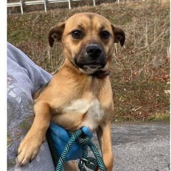 Minnie, Adoptable, Young Female Terrier & Beagle.