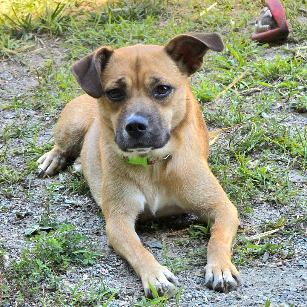 Minnie, a Adoptable mixed breed in Mechanicsville, VA image 2/4