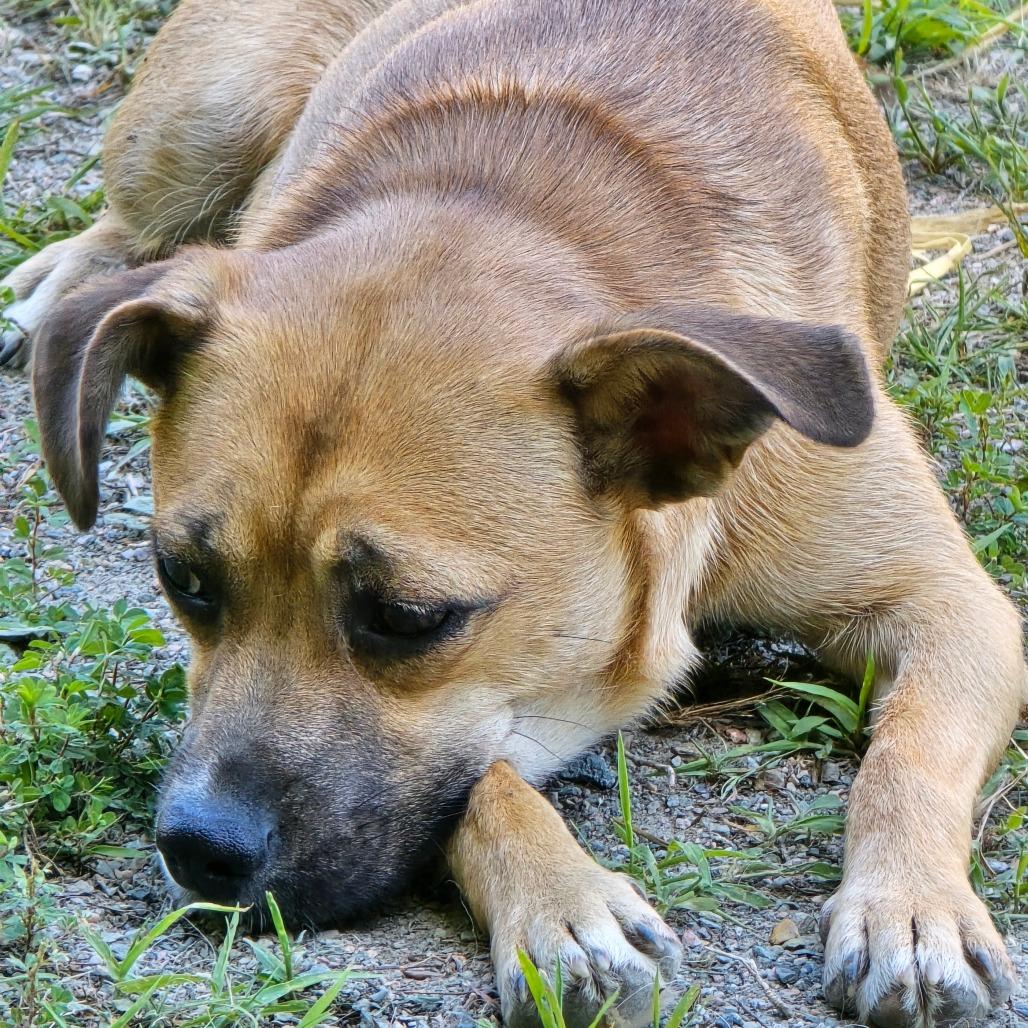 Minnie, a Adoptable mixed breed in Mechanicsville, VA image 3/4