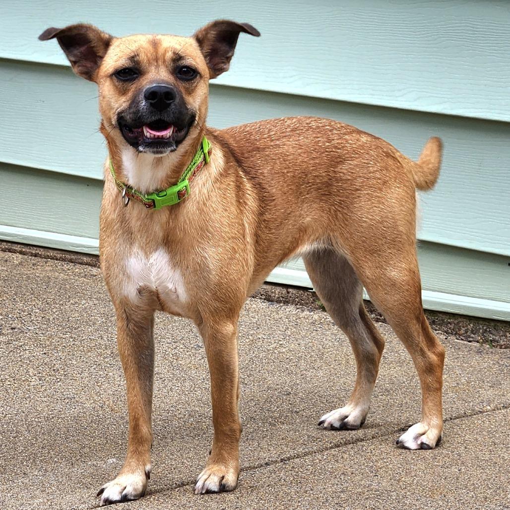 Enlarge Minnie, a Adoptable mixed breed in Mechanicsville, VA image 4/6